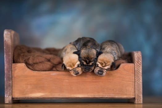 The dogs sleep on a wooden bed