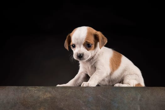 Dog on a black background