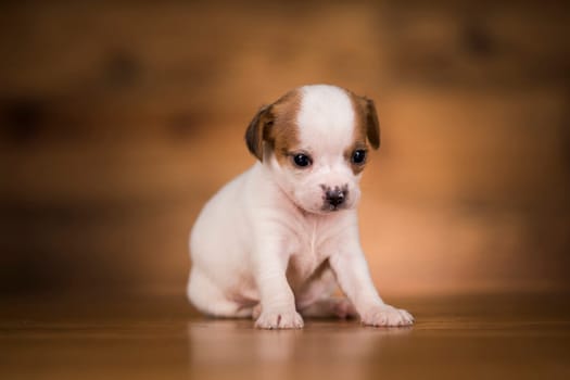 Dog on a wooden background