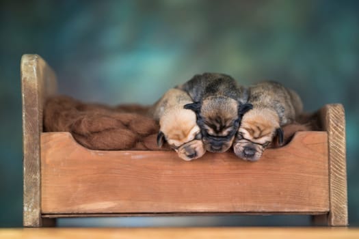 Little puppies sleeping in bed