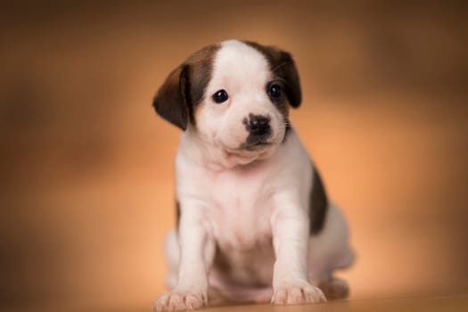 Puppy dog on a wooden background