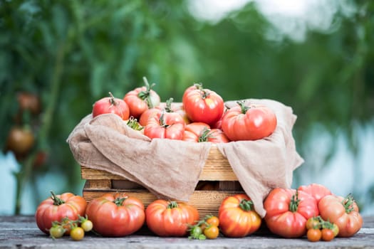 Red Tomatoes in a Greenhouse, organic food