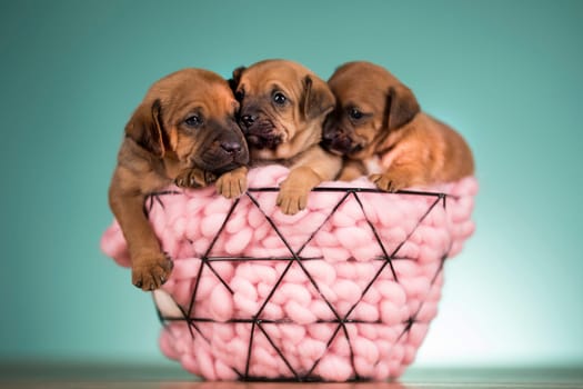 Sleeping dogs in a metal basket