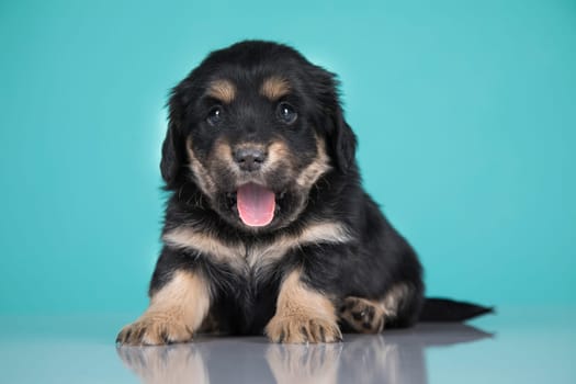 Pet, Cute puppy dog, animals concept