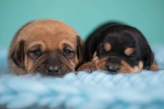 Pet, dog puppy, sleeps on a blanket