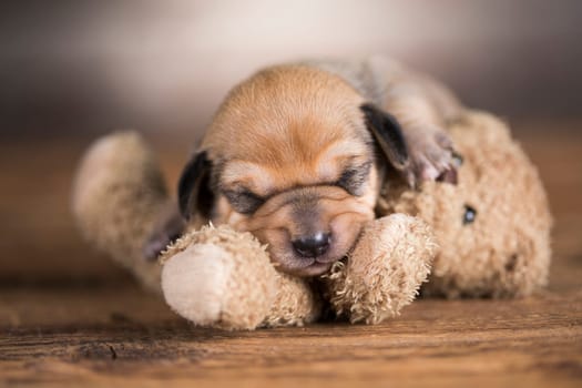 Little puppy sleeps with a teddy bear