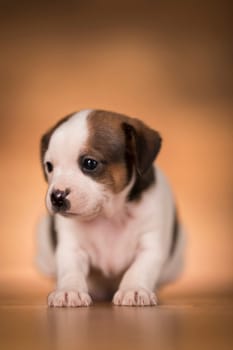 Small dog on a wooden background