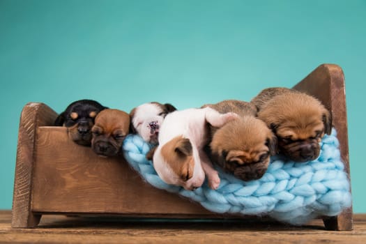 Dogs sleep on a small wooden bed