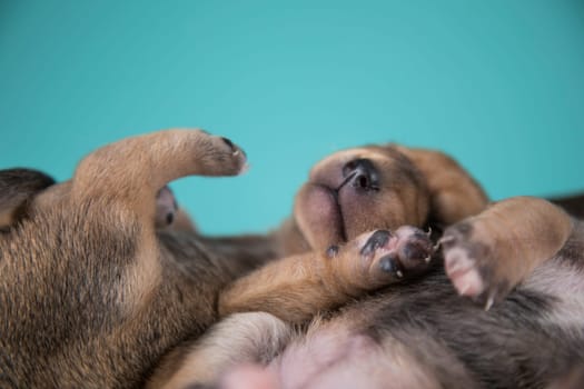 Cute puppy dog sleeping, animals concept