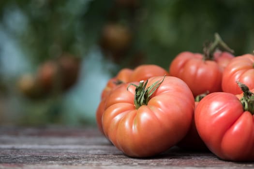 Tomatoes vegetable garden, organic products