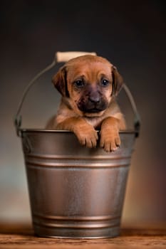 A small dog in a metal bucket