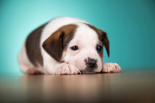 Little puppy dogs, animals concept
