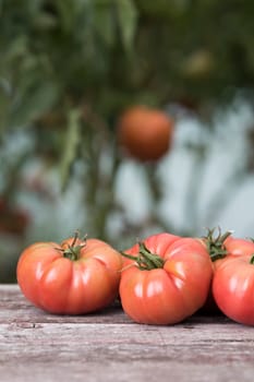Vegetables, Tomatoes,  on desk in garden