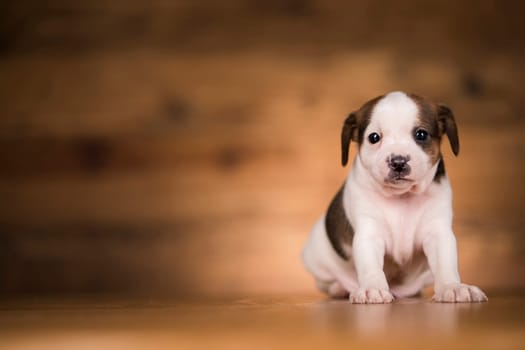 Small dog on a wooden background