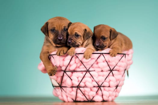 Sleeping dogs in a metal basket