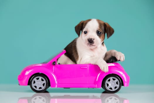 Puppy in a pink car