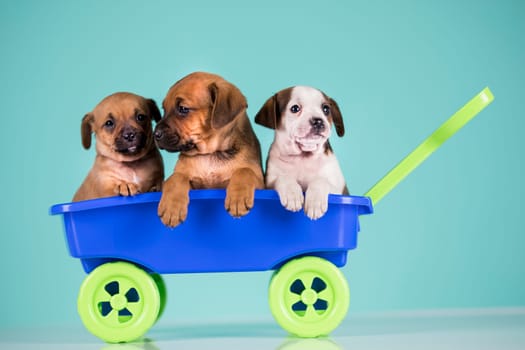 Beautiful little puppies in a toy wagon