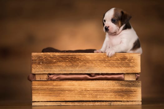 Dog in a wooden crate