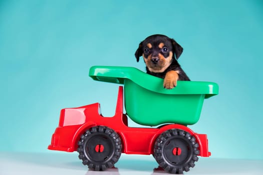 A small dog in an off-road car