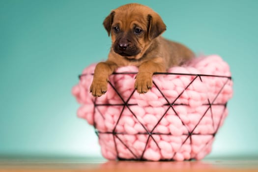 Beautiful happy puppy dog a metal basket