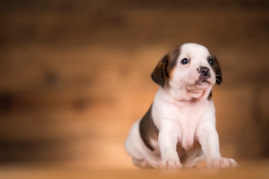 Dog on a wooden background