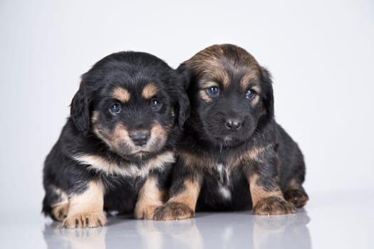 Cute puppies dogs, pet animals concept