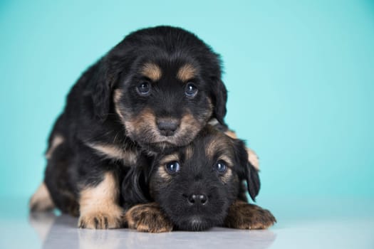 Two dogs puppy animals concept