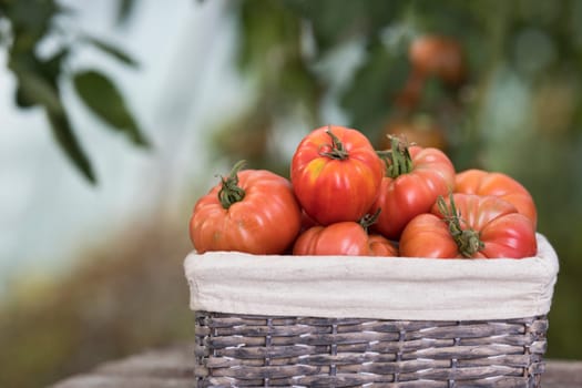 Tomatoes vegetable garden, organic products