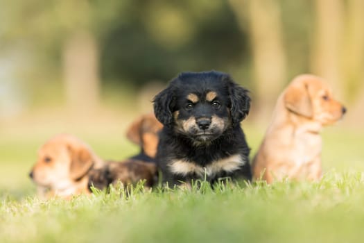 Little dog on the grass