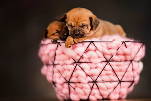Sleeping dogs in a metal basket