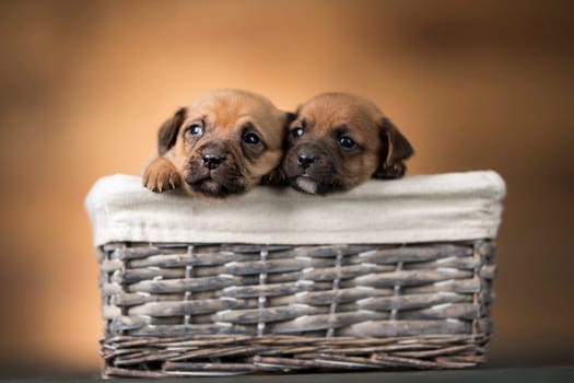 Little dogs in a wicker basket
