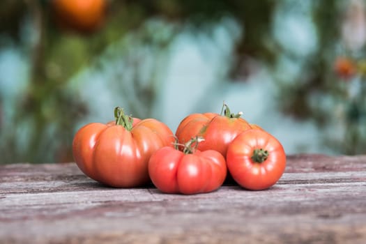 Red Tomatoes in a Greenhouse, organic food