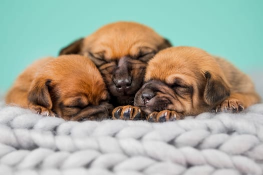 Pet, dog puppy, sleeps on a blanket