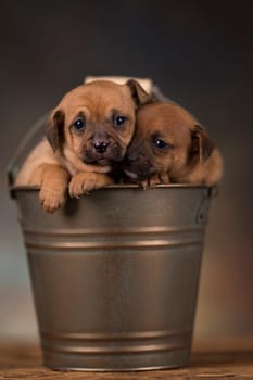 Dog in a metal bucket