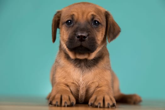 Little puppy dogs, animals concept