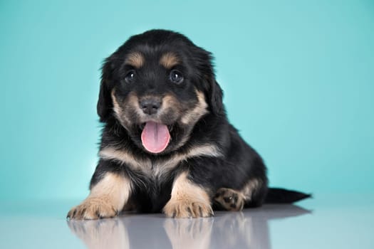 Pet, Cute puppy dog, animals concept