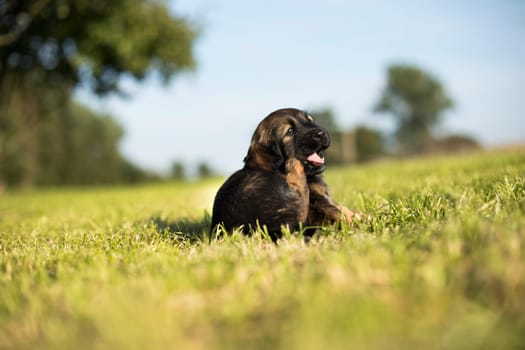 A small dog on the grass background