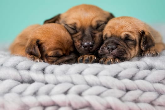 Dogs on a sleeps on a blanket
