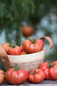 Vegetables, Tomatoes,  on desk in garden