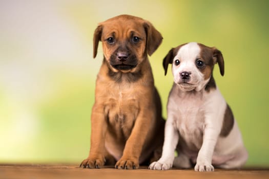 Two little dogs, puppy, animals concept