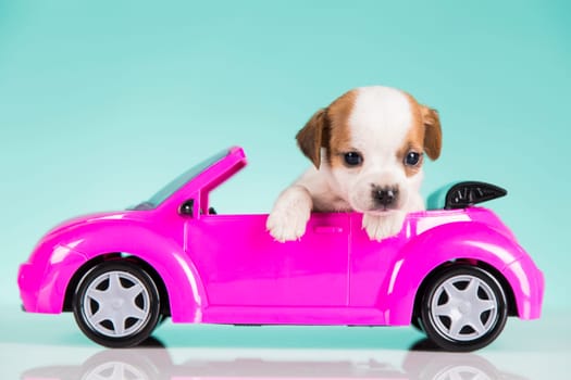 Dog in a pink car