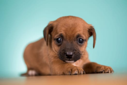 Little puppy dogs, animals concept