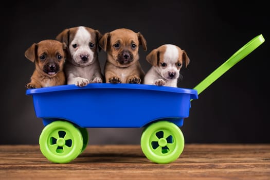 Beautiful little puppies in a toy wagon