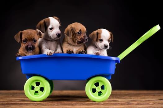 Beautiful little puppies in a toy wagon