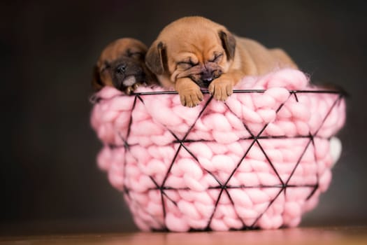Sleeping dogs in a metal basket