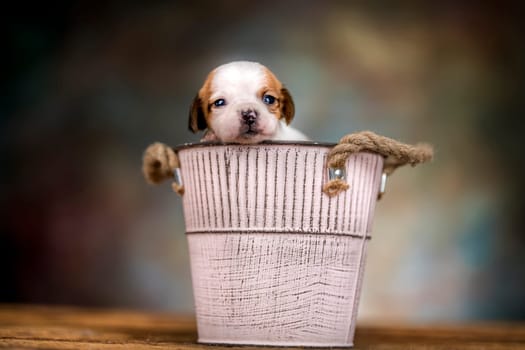 Dog in a metal bucket