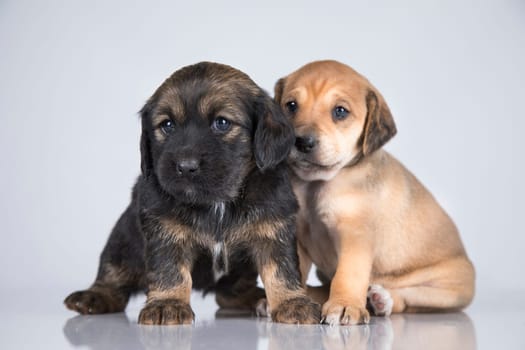 Two dogs, Pet, animals concept