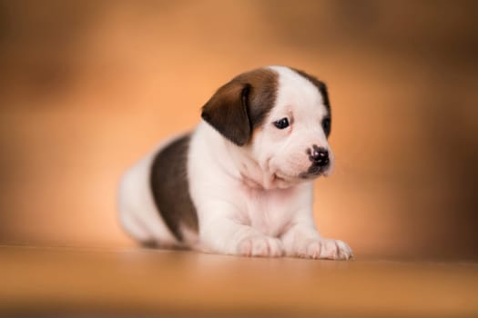 Dog on a wooden background