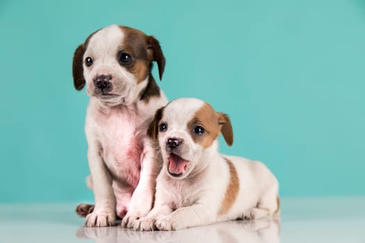Two little dogs, puppy, animals concept
