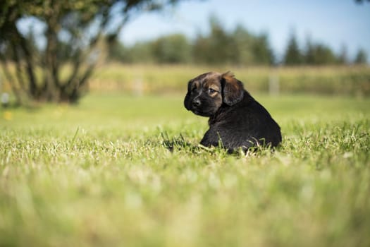 A small dog on the grass background